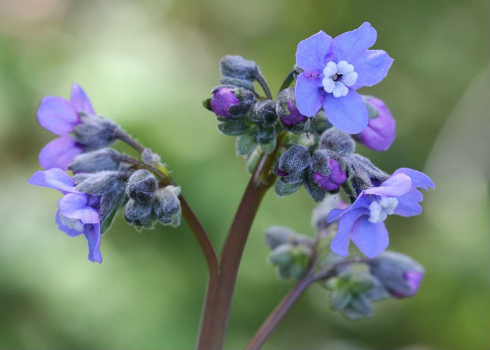 Western Hound's Tongue